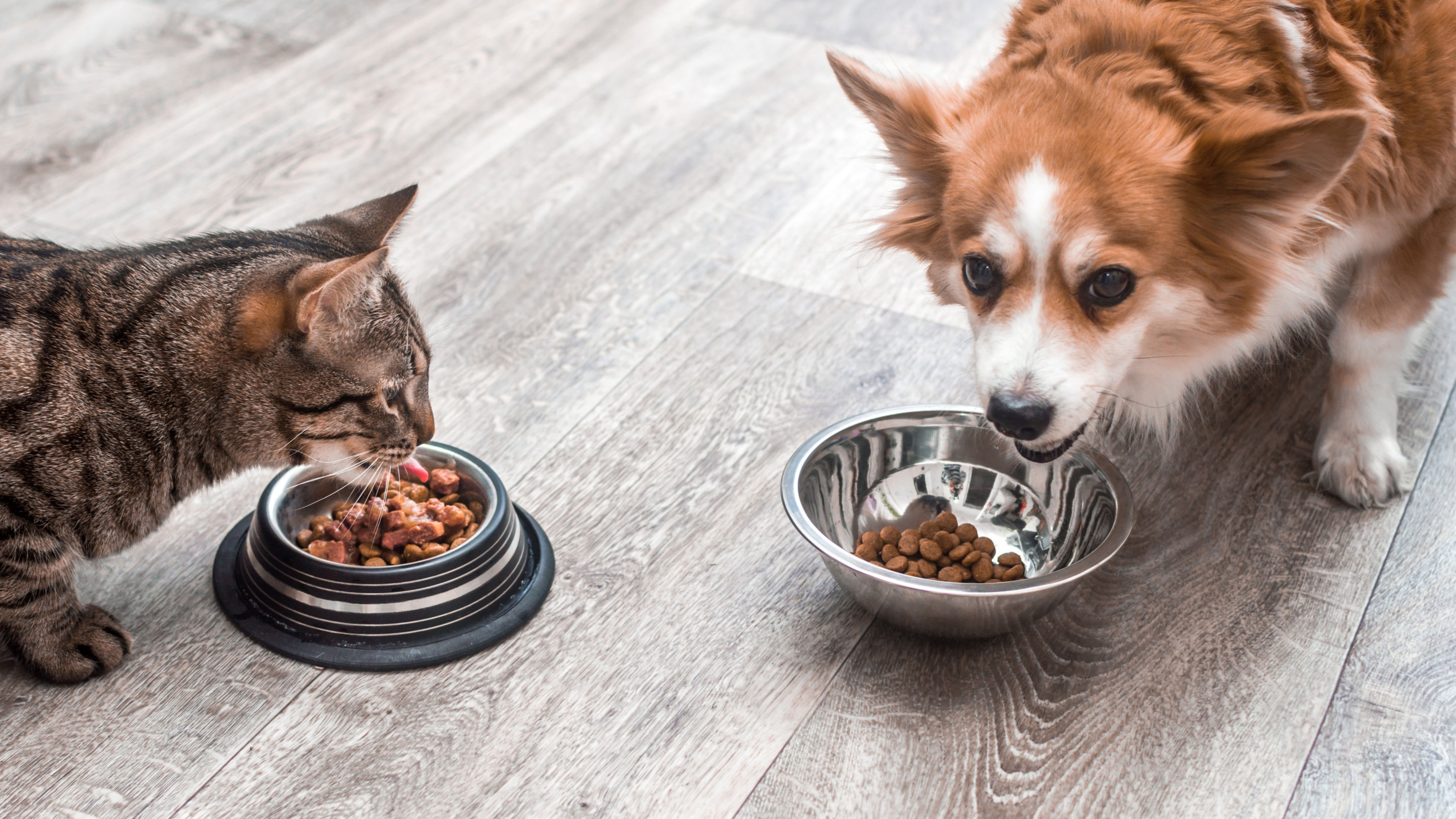 A tabby cat eating wet food beside a Corgi dog looking at its bowl of dry kibble on a wooden floor.