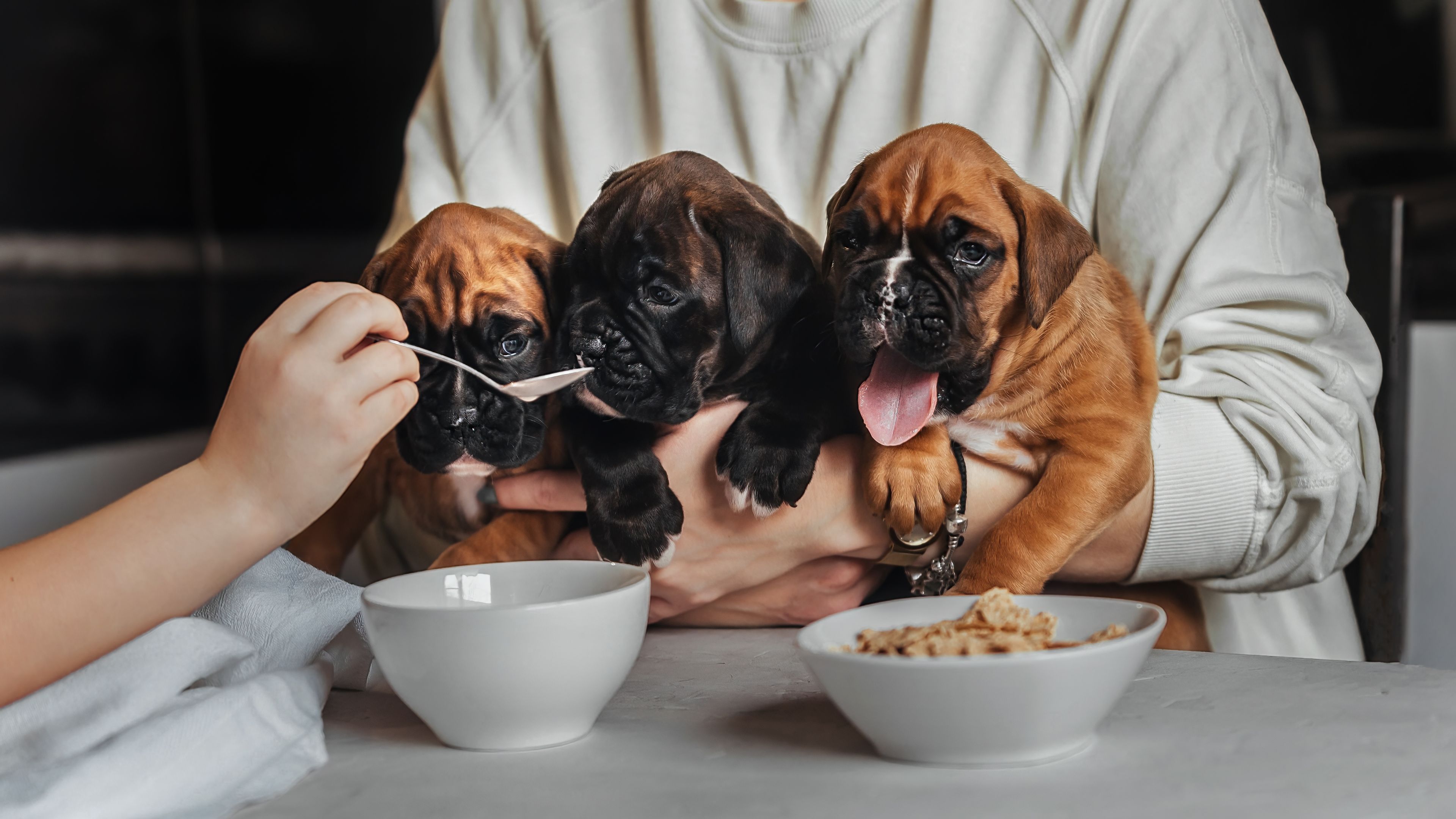 Image of a feeding puppy